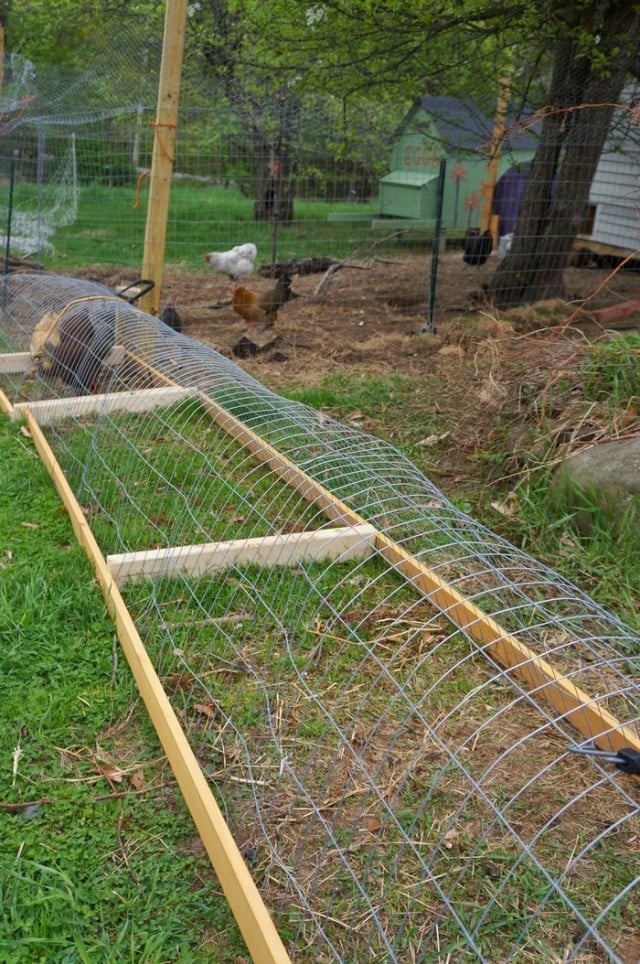 How to Build a DIY Backyard Chicken Tunnel