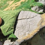 DIY-Sand-Cast-Leaf-Birdbath-05
