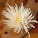 Edible-Flower-Bouquet-Cabbage-10