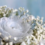 Plastic-Egg-Tray-roses-17