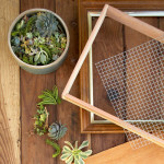 Succulent-Picture-Frame-1