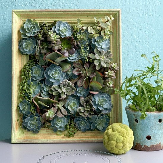 How To DIY Make Framed Living Succulent Art