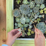Succulent-Picture-Frame-9
