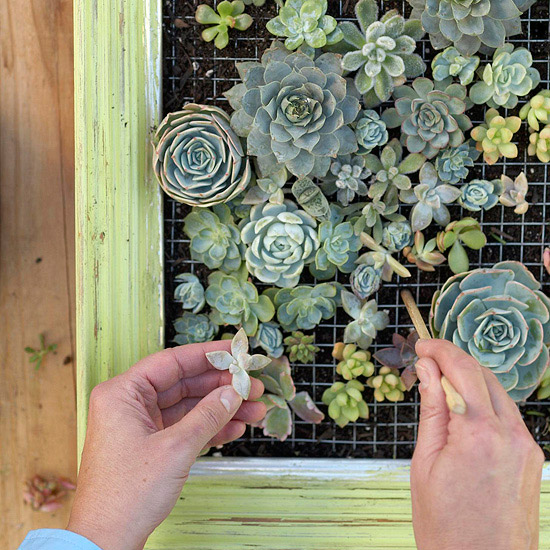 How To DIY Make Framed Living Succulent Art