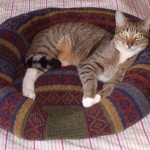 sweater-pet-bed-1