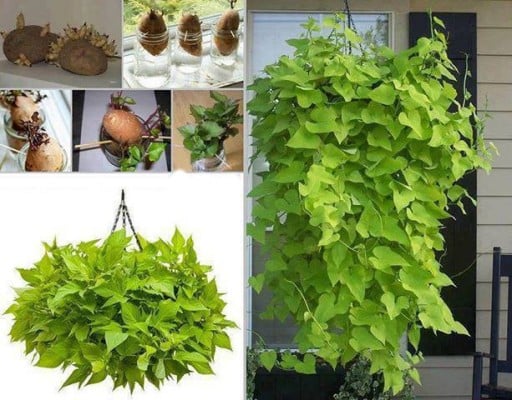 How to Grow Sweet Potato Vines