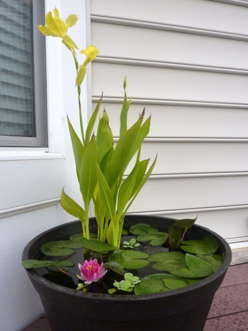 DIY Containers Garden Pond