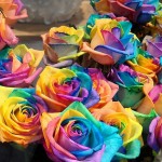 Rainbow-Roses-DIY-3