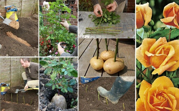 DIY Propagate Roses Using Potatoes