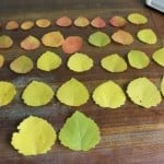 diy-roses-from-autumn-leaves-02