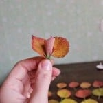 diy-roses-from-autumn-leaves-07