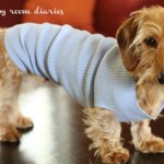 easy-and-cuddly-diy-ideas-for-recycling-old-Sweater Dog Sweater