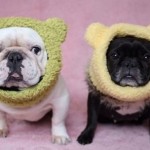 Crochet Dog Ear Warmers