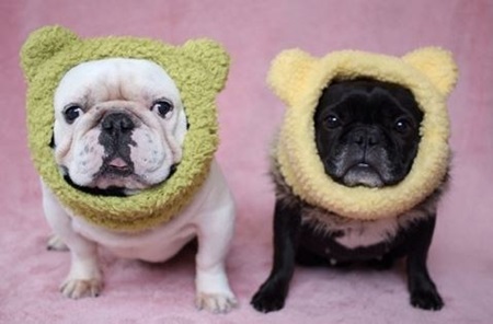 Crochet Dog Ear Warmers