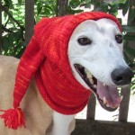 Knitted Pointy Dog Hood