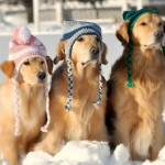 crochet dog hat