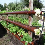 DIY Hydroponic Garden Tower Using PVC Pipes-1