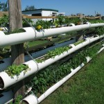 DIY Hydroponic Garden Tower Using PVC Pipes-2