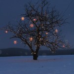 dress up trees with moravian stars