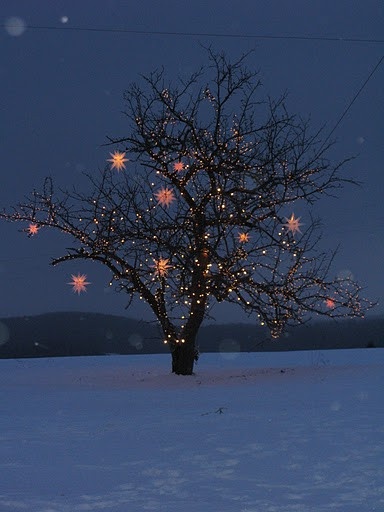 dress up trees with moravian stars