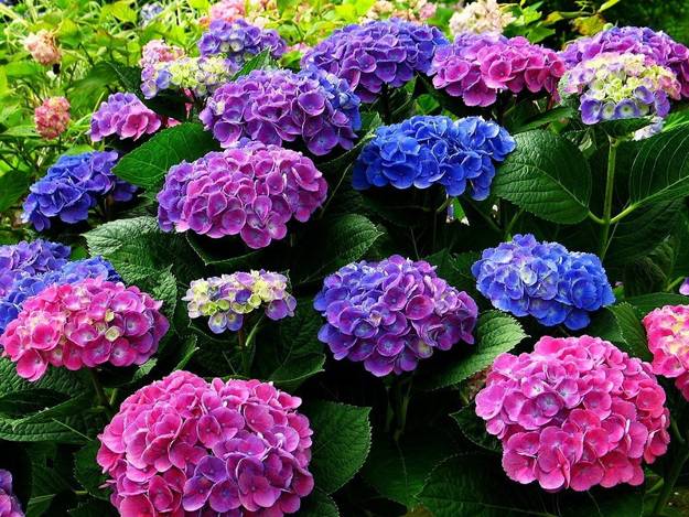How to Change The Color of Hydrangea Flowers
