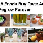 18 Foods Buy Once And Regrow Forever