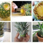 How-to-Grow-a-Potted-Pineapple