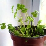 Regrow-cilantro-pot