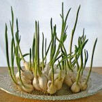 Regrow-garlic-sprouts