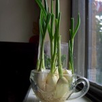 Regrow-garlic-sprouts-from-cloves