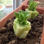 Regrow-romaine-lettuce-home