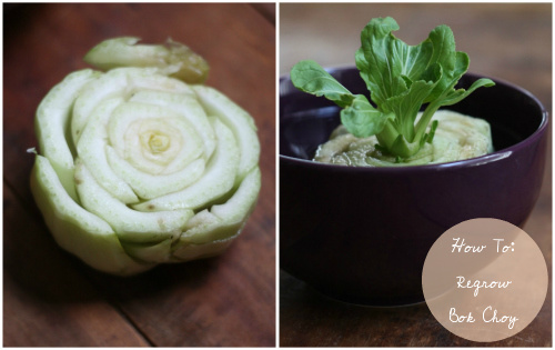 Vegetables Buy Once And Regrow Forever-Bok Choy