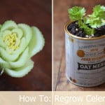 Vegetables Buy Once And Regrow Forever-Celery