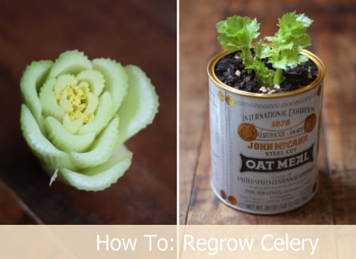 Vegetables Buy Once And Regrow Forever-Celery
