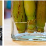 Vegetables Buy Once And Regrow Forever-LemonGrass