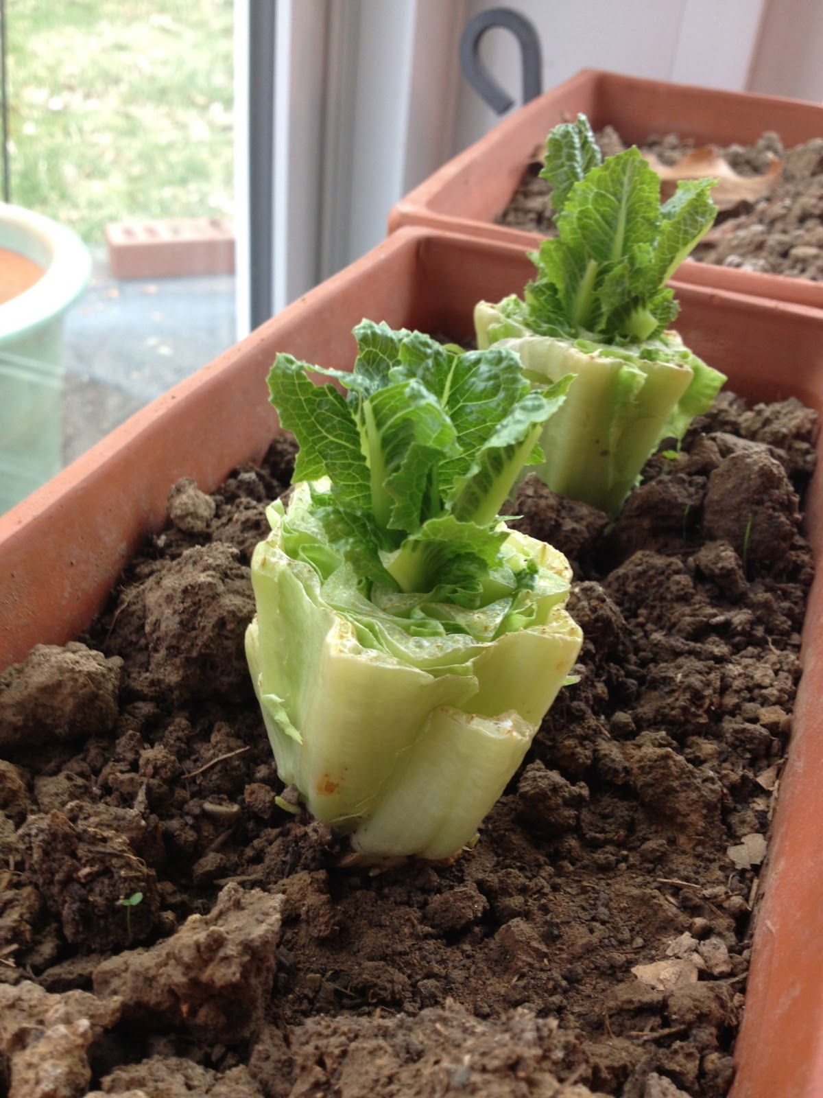 Vegetables Buy Once And Regrow Forever-Romaine Lettuce