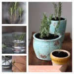 Vegetables Buy Once And Regrow Forever-Rosemary