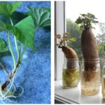 Vegetables Buy Once And Regrow Forever-Sweet Potato