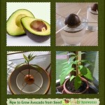 Vegetables Buy Once And Regrow Forever-avocado