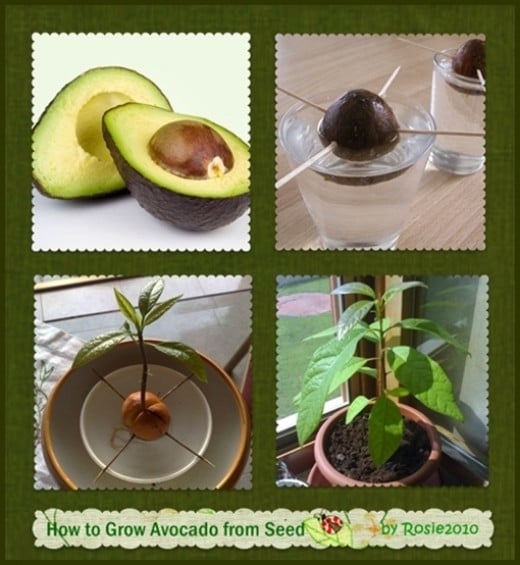 Vegetables Buy Once And Regrow Forever-avocado