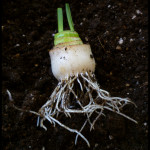 Vegetables Buy Once And Regrow Forever-leek