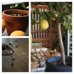 Vegetables Buy Once And Regrow Forever-lemon