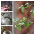 Vegetables Buy Once And Regrow Forever-mint