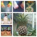 Vegetables Buy Once And Regrow Forever-pinapple