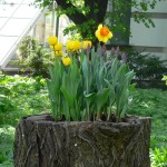 tree-stump-flower-garden-23__605