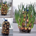 vertical-window-onions-wonderfuldiy-300×270