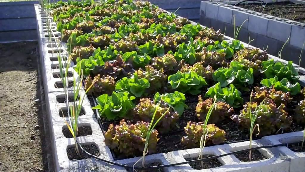 How to Build A Raised Bed Garden Out Of Cinder Blocks