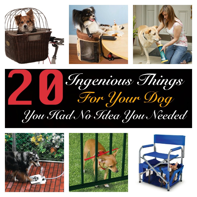 20 Ingenious Things For Your Dog You Had No Idea You Needed