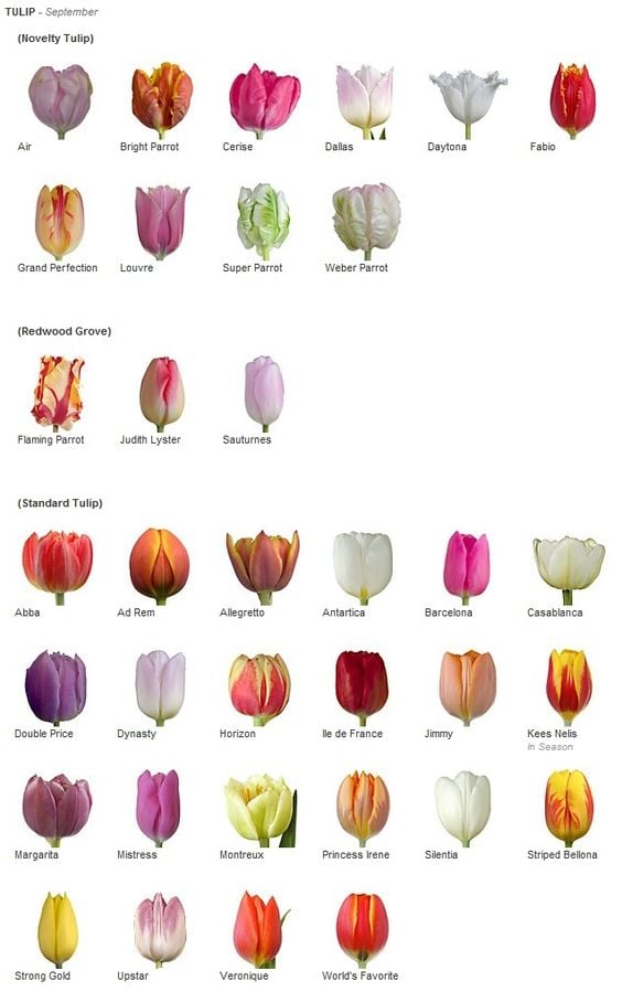 Fancy Tulip