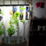 Aquaponic-Garden